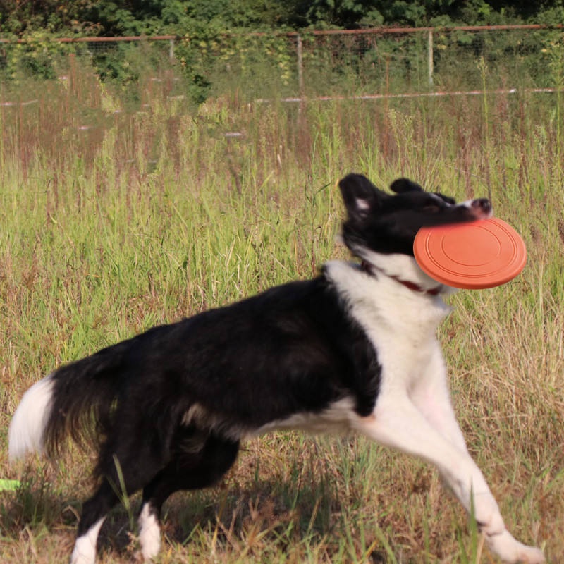 Juguete de goma suave resisten - Flying Disc Dog Training Toy reseña y precio