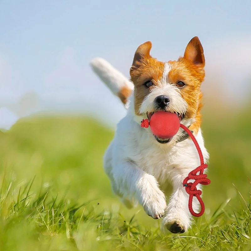 Pelota indestructible para per - Indestructible Dog Chew Toy reseña y precio